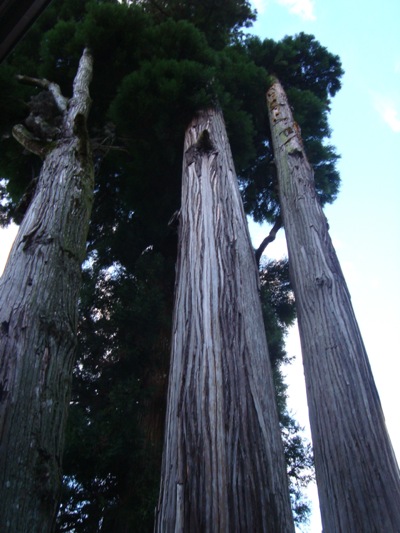 c0052304_5573339.jpg