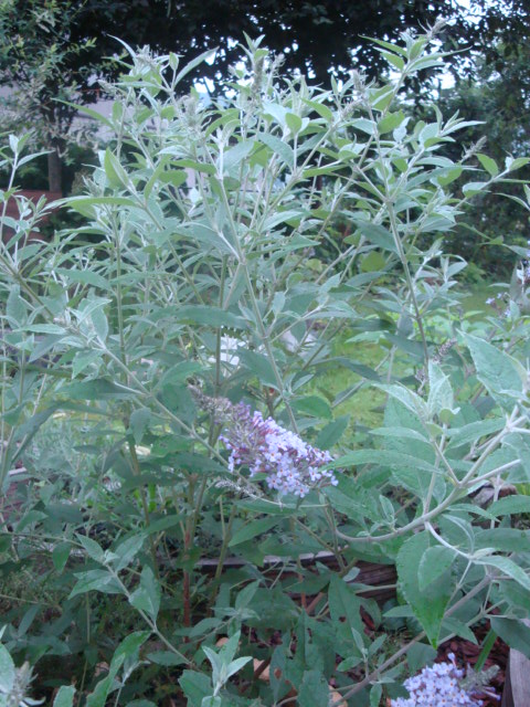 e0175905_12562036.jpg