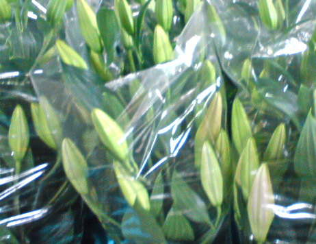a0108606_18445064.jpg
