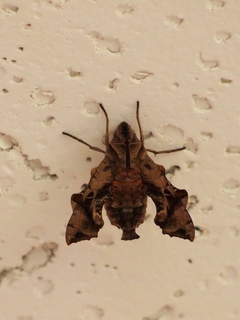 ギザギザの羽根が妙に魅力的 昆虫ブログ むし探検広場