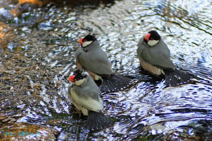 文鳥三羽、扇の舞い _c0214917_7563020.jpg