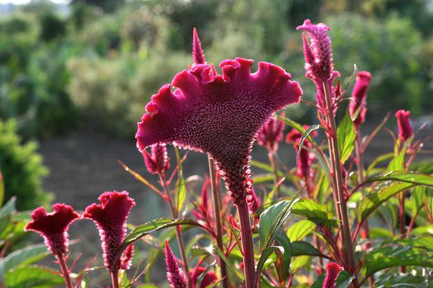 見るからに暑苦しそうな ケイトウ と葛の花 さいたま日記