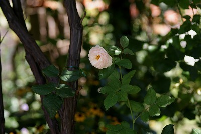 f0170524_11125382.jpg