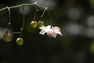 f0170524_1135680.jpg