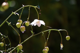 f0170524_114269.jpg