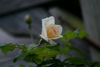 f0170524_1174253.jpg