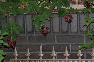 f0170524_1192163.jpg