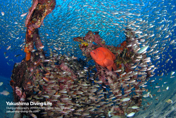 小魚沸騰！！_b0186442_2153158.jpg