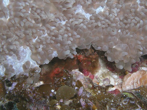 c0180460_2383419.jpg