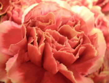 b0195462_17551033.jpg