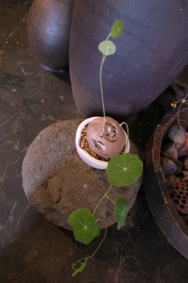 ステファニア エレクタ 盆栽 花 骨董 花坊主 ハナボウズ