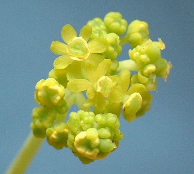 ステファニア エレクタ 盆栽 花 骨董 花坊主 ハナボウズ