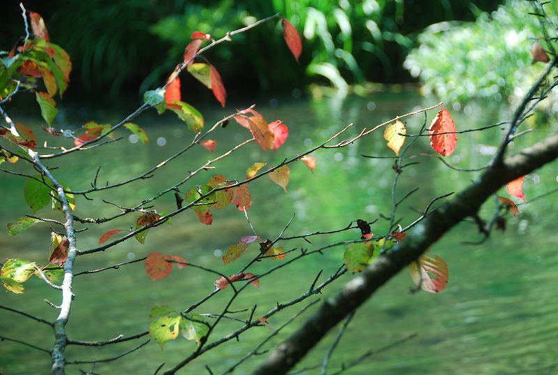 晩夏の軽井沢①_c0187781_1353147.jpg