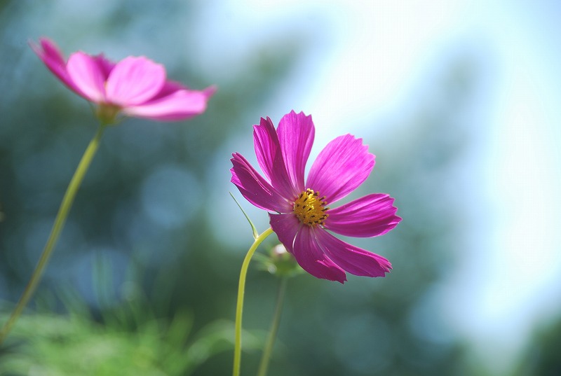 晩夏の軽井沢①_c0187781_1393824.jpg