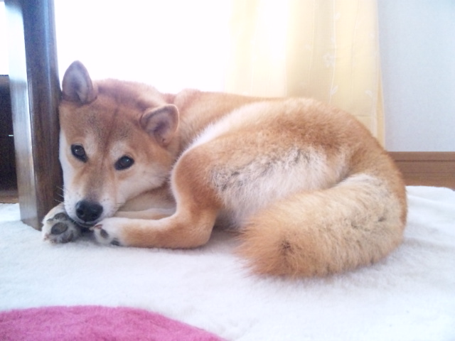 ちょっとだけ安堵_a0126590_731551.jpg