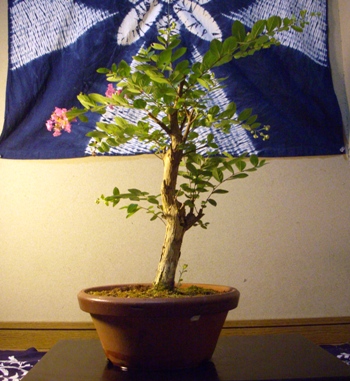 b0067795_2012860.jpg