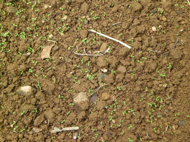 c0099395_16123994.jpg