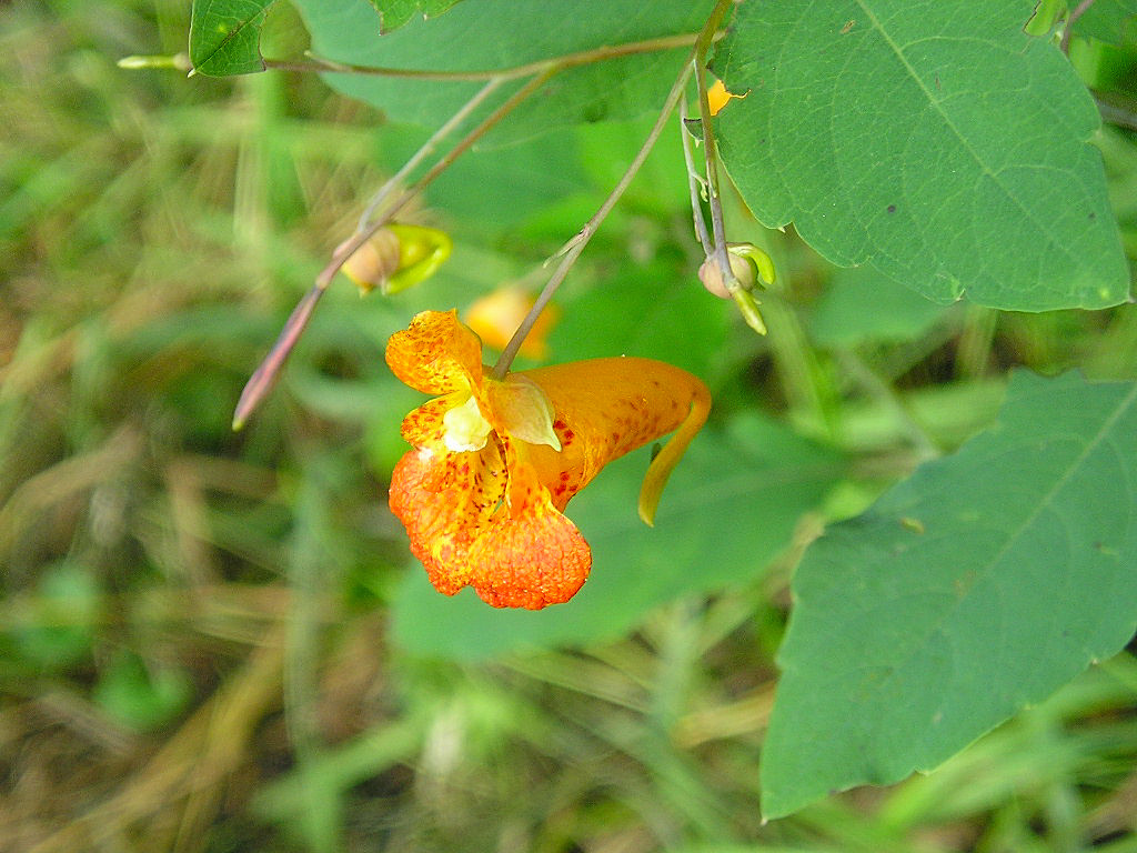 夏の思い出＊ミシガン（Michigan in U.S.A.）_d0173197_23142715.jpg