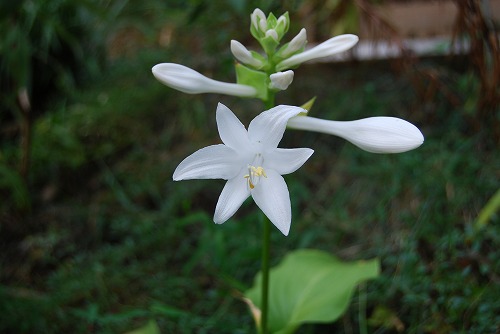 今頃咲く ホスタの花 雑木林の家から Nishio