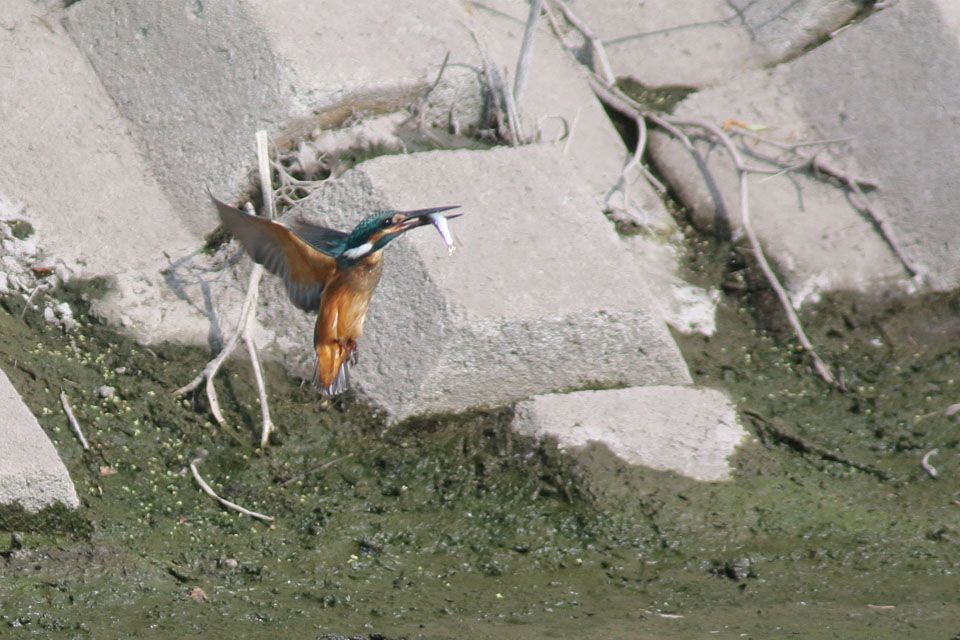 f0095702_2150910.jpg