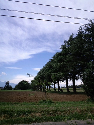 f0147602_84374.jpg