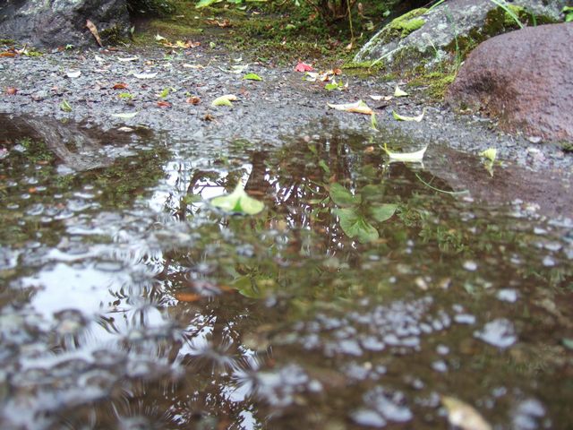 久しぶりの雨_f0108604_17303622.jpg