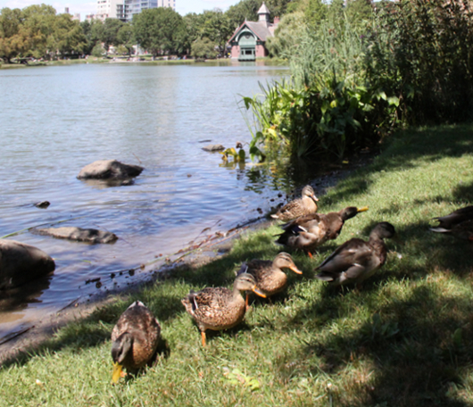 野生の王国化しつつあるセントラルパーク北限の湖 Harlem Meer _b0007805_12175472.jpg
