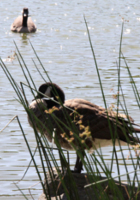 野生の王国化しつつあるセントラルパーク北限の湖 Harlem Meer _b0007805_1218787.jpg