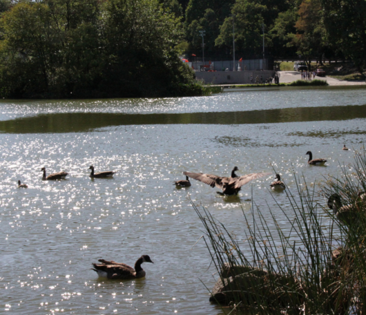野生の王国化しつつあるセントラルパーク北限の湖　Harlem Meer _b0007805_12314740.jpg
