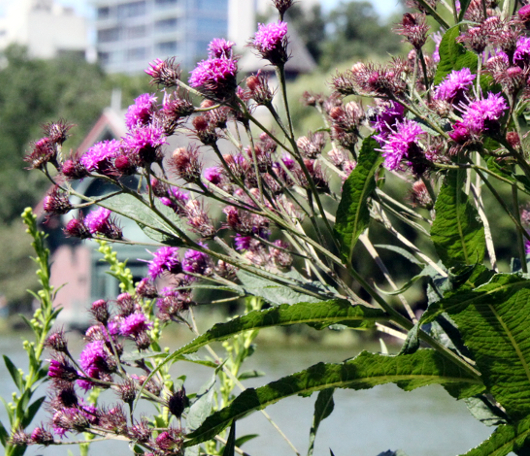 野生の王国化しつつあるセントラルパーク北限の湖　Harlem Meer _b0007805_12321013.jpg