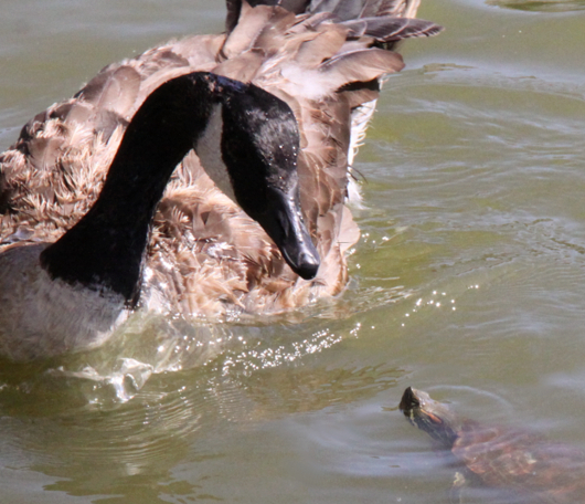 野生の王国化しつつあるセントラルパーク北限の湖　Harlem Meer _b0007805_1238446.jpg