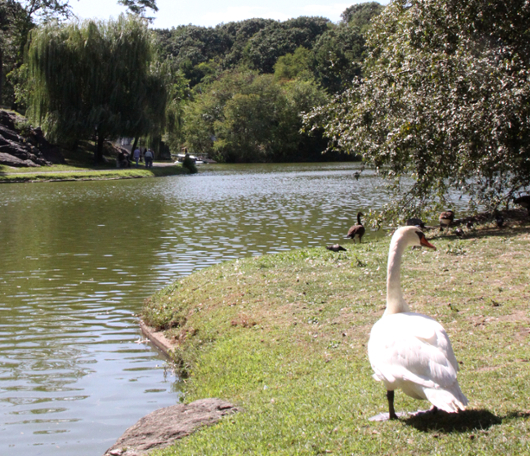 野生の王国化しつつあるセントラルパーク北限の湖　Harlem Meer _b0007805_12392447.jpg