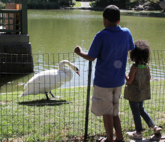 野生の王国化しつつあるセントラルパーク北限の湖　Harlem Meer _b0007805_1239681.jpg