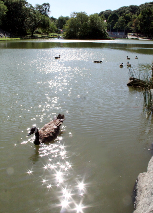 野生の王国化しつつあるセントラルパーク北限の湖　Harlem Meer _b0007805_12425065.jpg