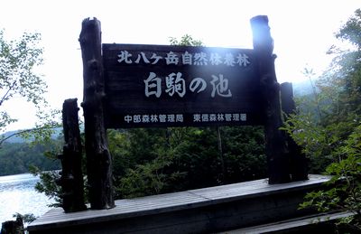 北八ヶ岳　白駒の池　八千穂高原へ_c0073016_2333487.jpg