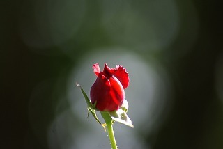 f0170524_1316207.jpg