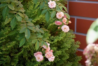f0170524_13193127.jpg
