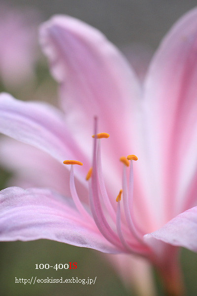 《花》　彼岸花3（ピンク）　50mmマクロ　（興禅院）_c0080036_22545264.jpg