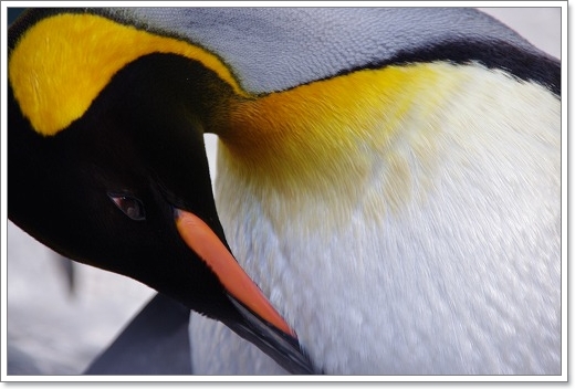 旭山動物園　ペンギン_f0218836_9353138.jpg