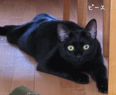 a0166338_18163761.gif