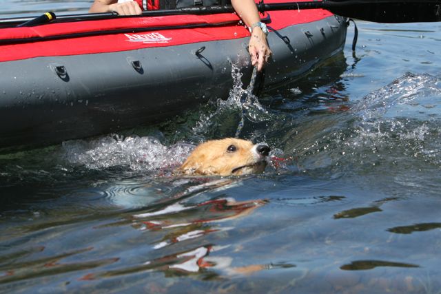 カヌー犬ガッキー（ただいま修行中）_b0031538_004774.jpg