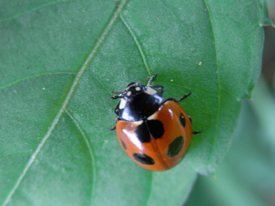 林縁のイヌホオズキ Black Nightshade_f0206939_21233017.jpg