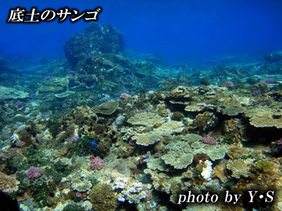 Divehouse Kanaloa  八丈島　ダイビングログ_b0189640_21485030.jpg