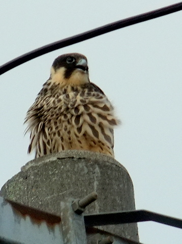 b0165760_15113585.jpg