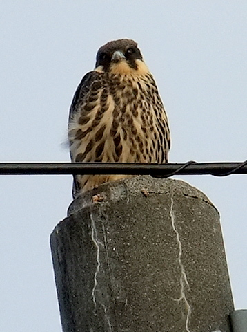 b0165760_1515211.jpg