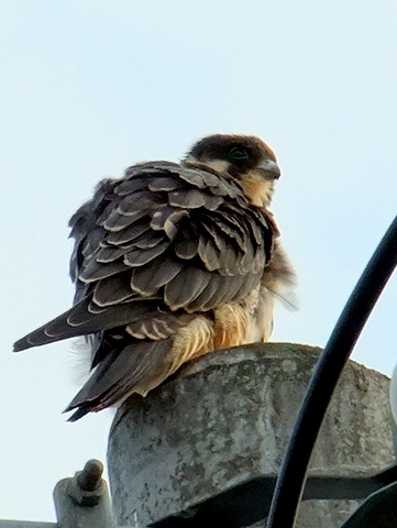 b0165760_1564346.jpg