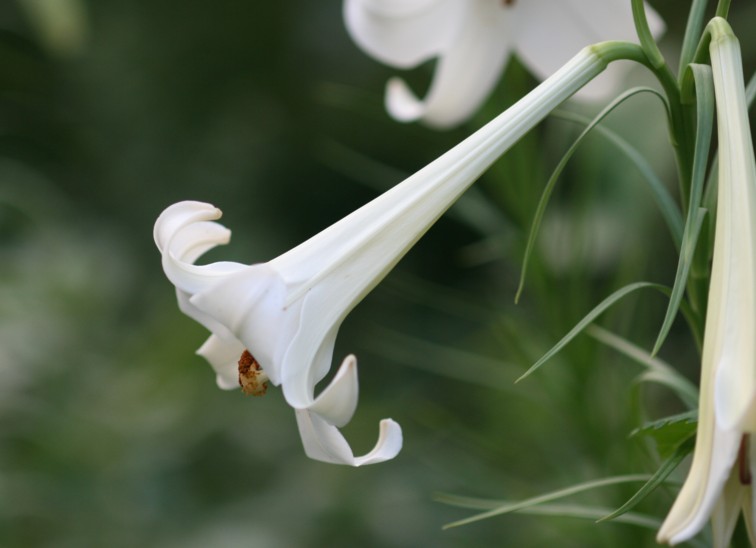 夏の庭　：　高砂百合と高砂芙蓉_c0144185_8401396.jpg