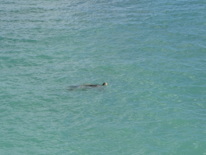 Hawaii　～シェラトンワイキキのプール～_c0167798_1595959.jpg