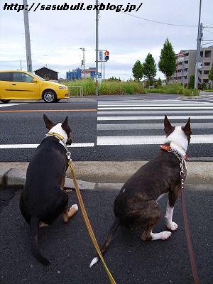 足取り軽やかな朝の散歩_e0145805_1538018.jpg