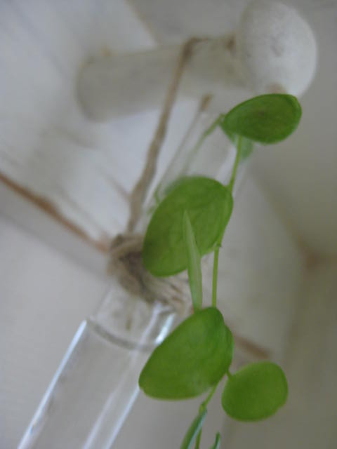 c0085916_5434264.jpg